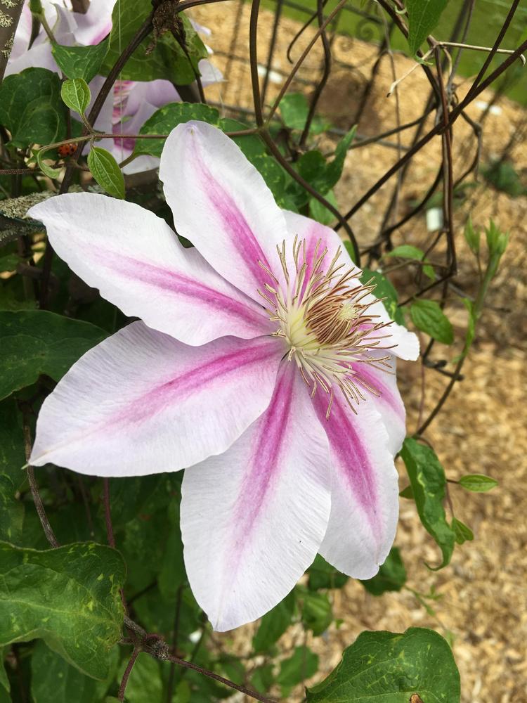 Photo of Clematis 'Bees' Jubilee' uploaded by Sheridragonfly