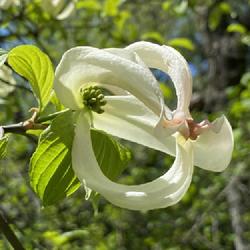 Location: Scott Arboretum, Swarthmore, Pennsylvania
Date: 2024-04-20
Cornus florida sap. urbiniana