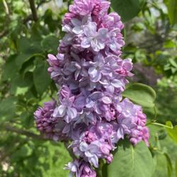 Location: Scott Arboretum, Swarthmore, Pennsylvania
Date: 2024-04-20
Syringa vulgaris 'Henri Martin'