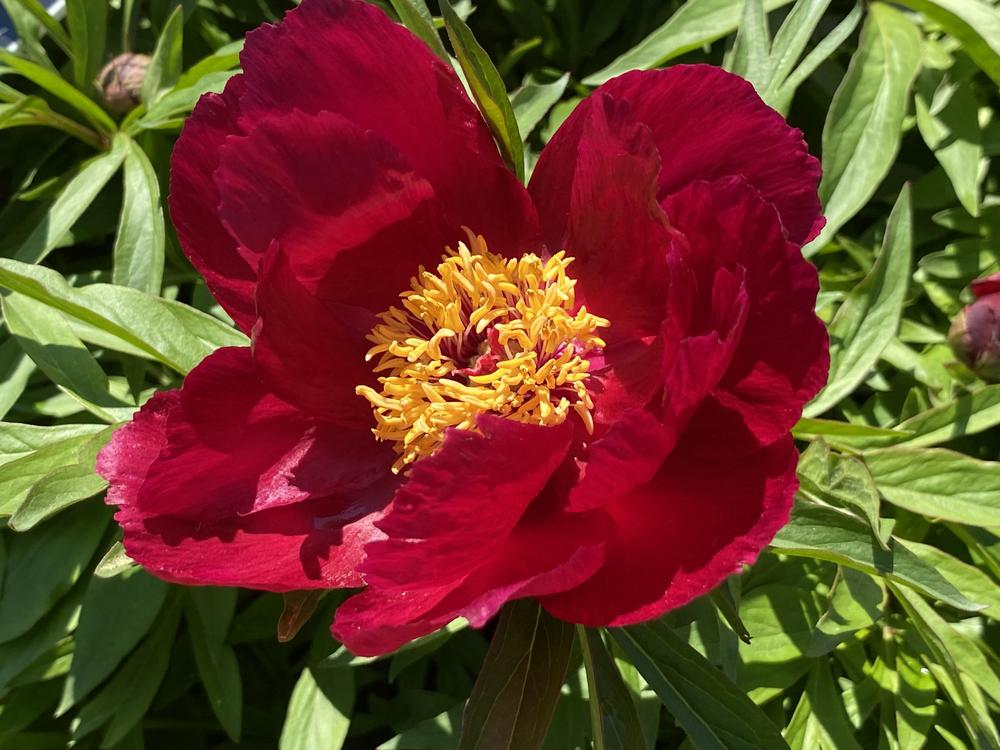 Photo of Hybrid Fern Leaf Peony (Paeonia 'Early Scout') uploaded by csandt