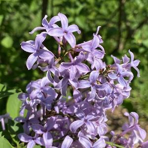 Persian Lilac Syringa x persica