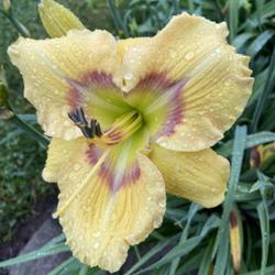Location: My house
Date: June 20, 2023
Daylily Etched Eyes after the rain.