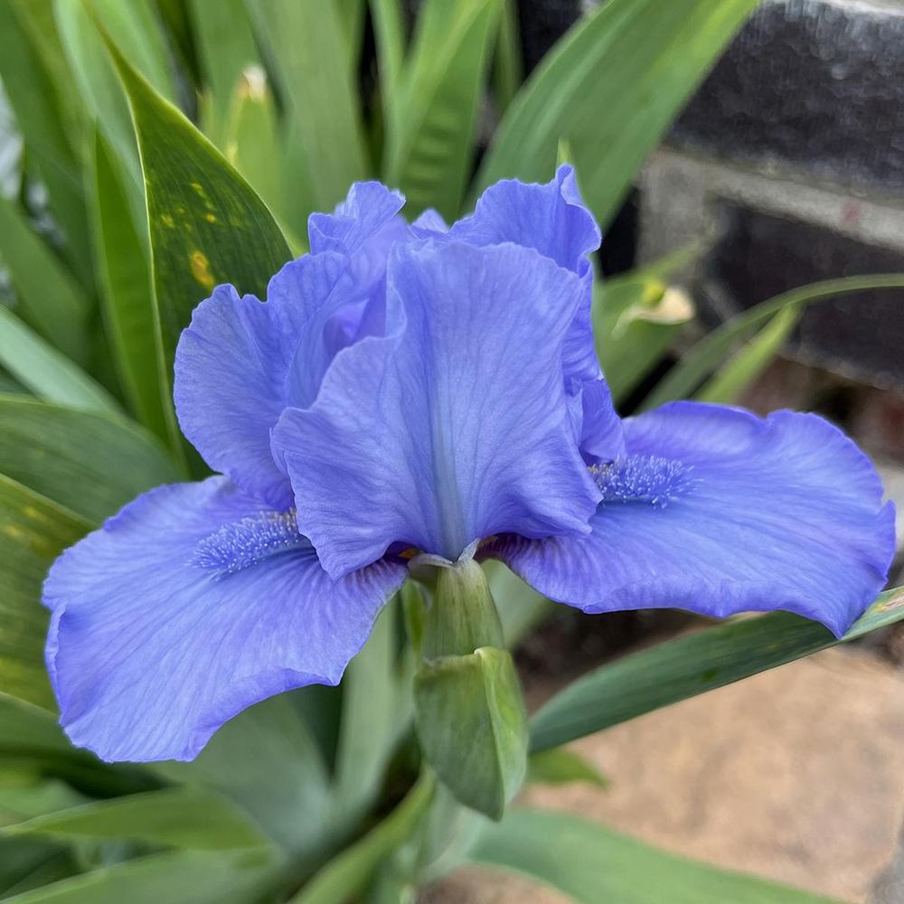 Photo of Standard Dwarf Bearded Iris (Iris 'Nassau Blue') uploaded by lauriemorningglory