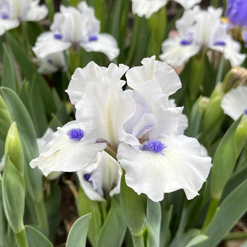 Photo of Standard Dwarf Bearded Iris (Iris 'Bluebeard's Ghost') uploaded by lauriemorningglory