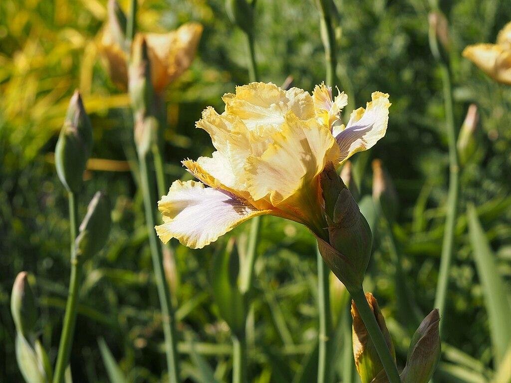 Photo of Tall Bearded Iris (Iris 'Canary Feathers') uploaded by robertduval14