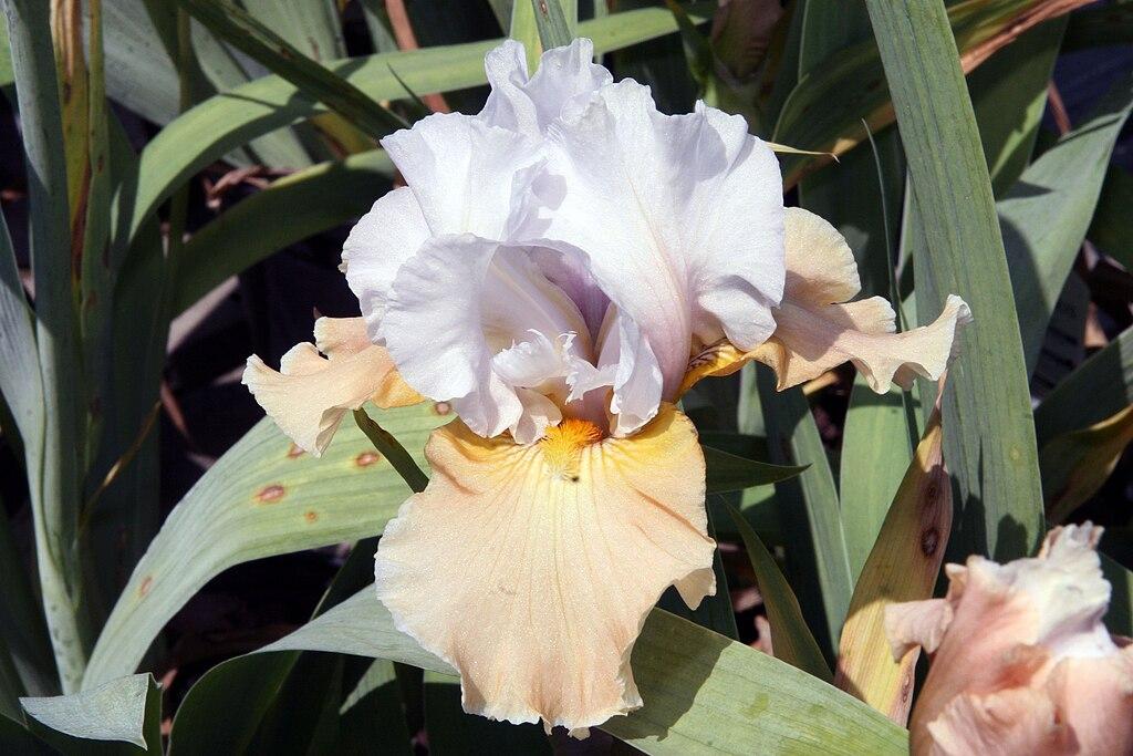Photo of Tall Bearded Iris (Iris 'Champagne Elegance') uploaded by robertduval14