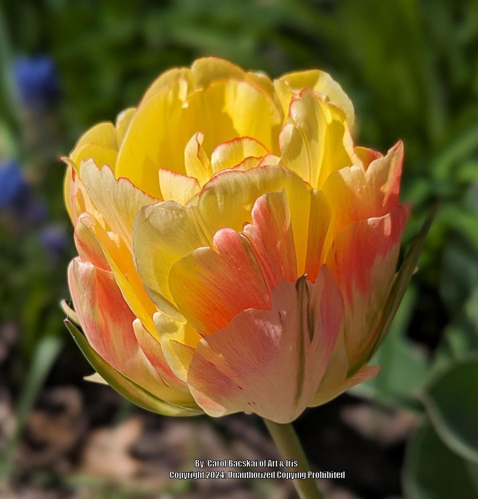 Photo of Tulip (Tulipa 'Akebono') uploaded by Artsee1