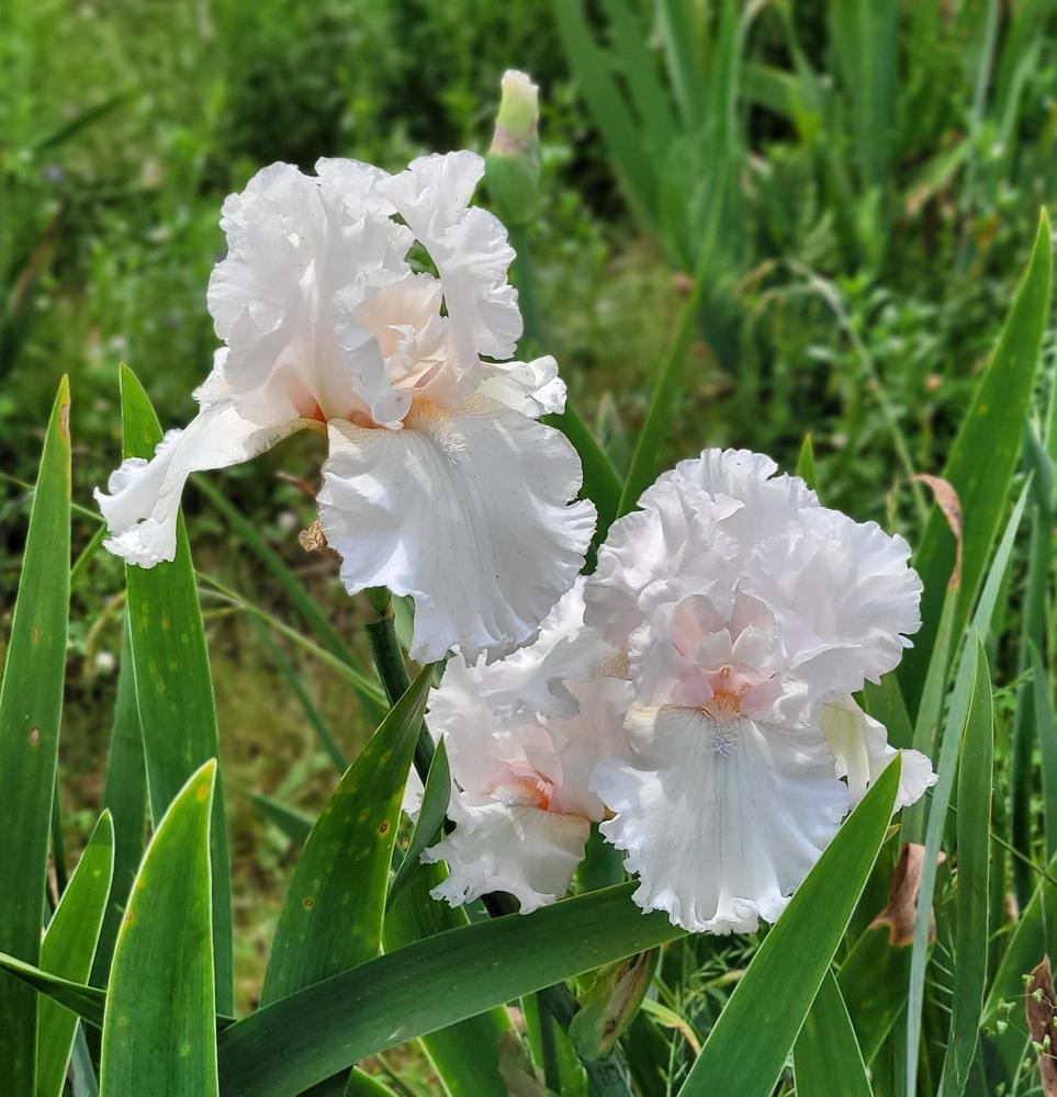 Photo of Tall Bearded Iris (Iris 'H. C. Stetson') uploaded by Bitoftrouble