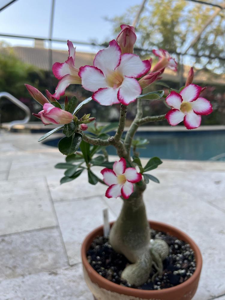 Photo of Desert Rose (Adenium 'Red Picotee') uploaded by Floridian