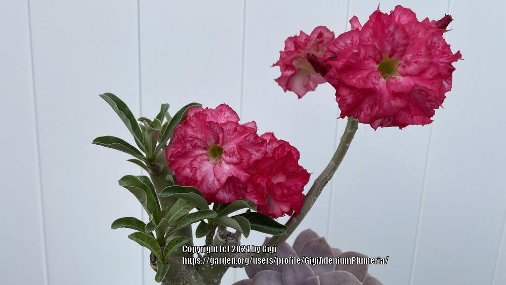 Photo of Desert Rose (Adenium 'Triple Fantasy') uploaded by GigiAdeniumPlumeria