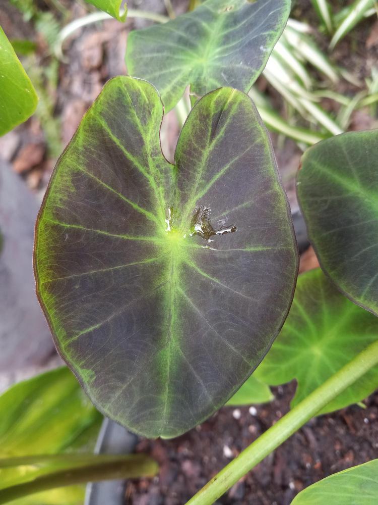 Photo of Imperial Taro (Colocasia esculenta 'Black Beauty') uploaded by Kelliekitty22