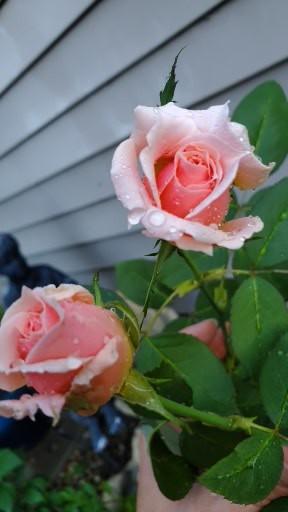 Photo of Rose (Rosa 'Quietness') uploaded by Lelamuhasky3