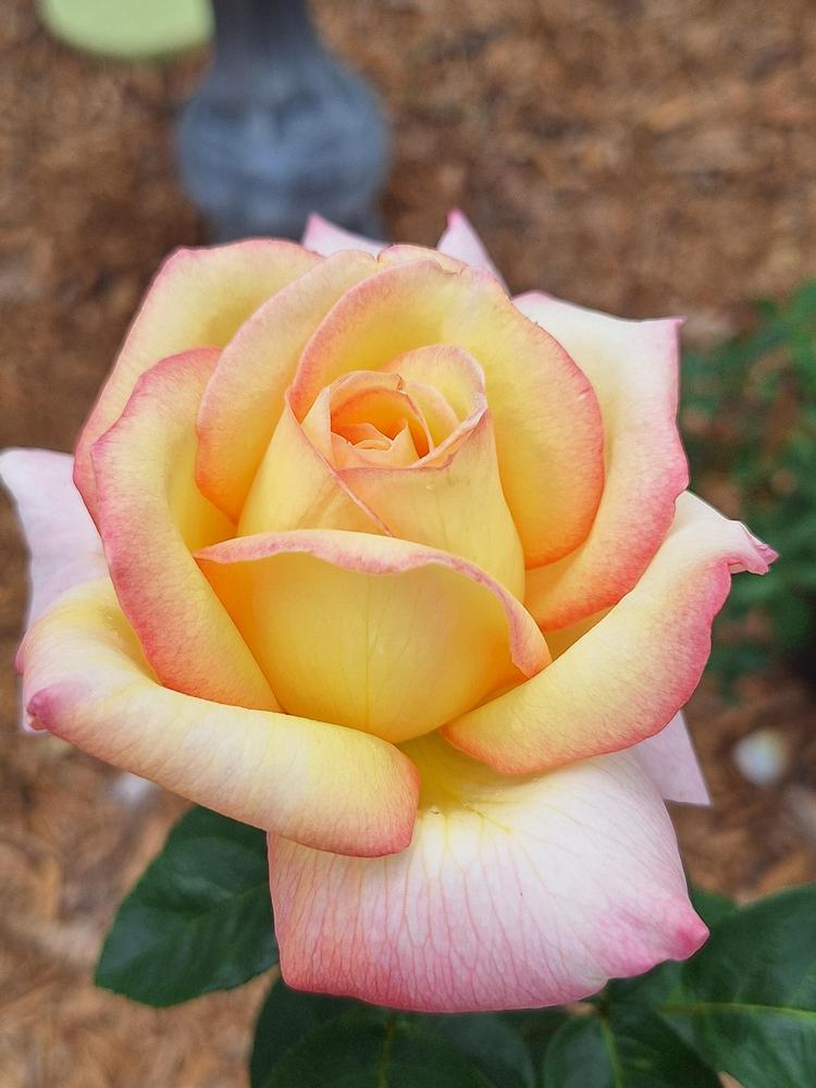 Photo of Hybrid Tea Rose (Rosa 'Peace') uploaded by ThurstonJ