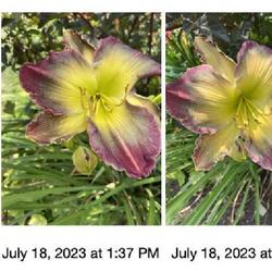 Location: My house
Date: July 13, 2023
Daylily Pigment of Imagination the evolution of color changes