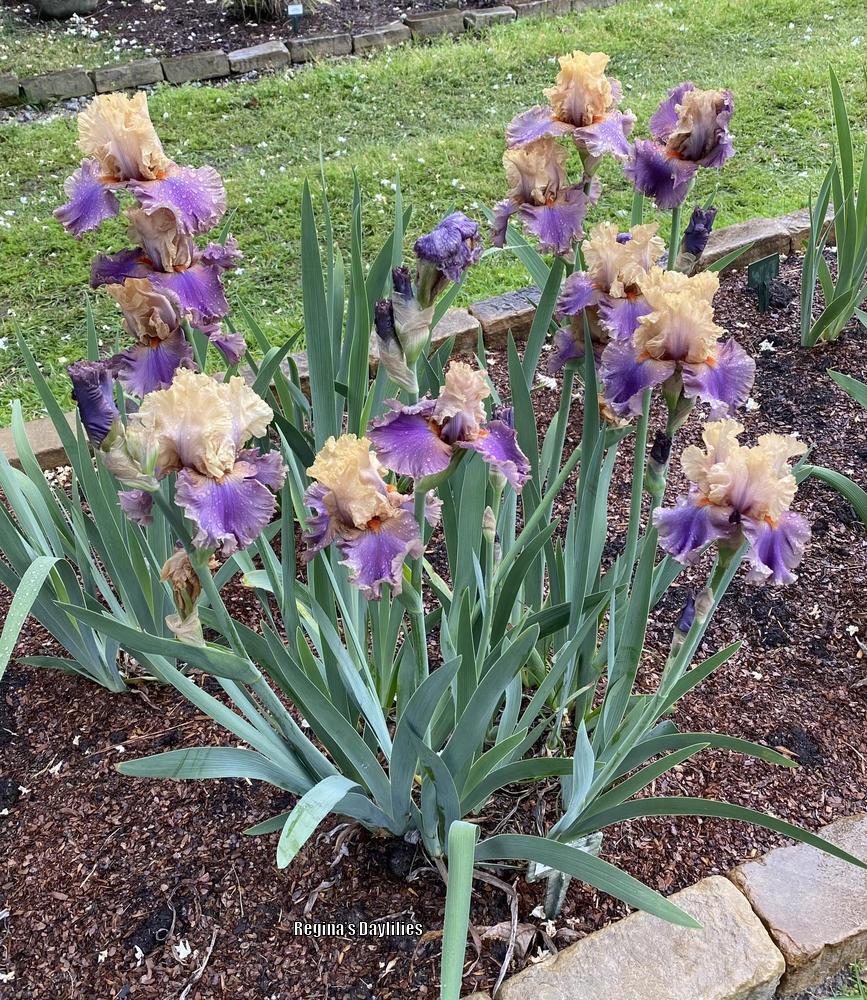 Photo of Tall Bearded Iris (Iris 'Air of Mystery') uploaded by scflowers
