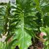 Thaumatophyllum x evansii leaf size