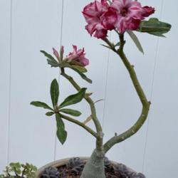 Location: My garden in Tampa, Florida
Date: 2024-04-21
My grafted desert rose, color change, lighter color.