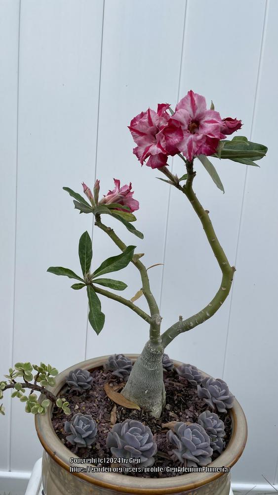 Photo of Desert Rose (Adenium 'Star Whirl') uploaded by GigiAdeniumPlumeria