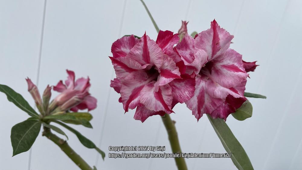 Photo of Desert Rose (Adenium 'Star Whirl') uploaded by GigiAdeniumPlumeria