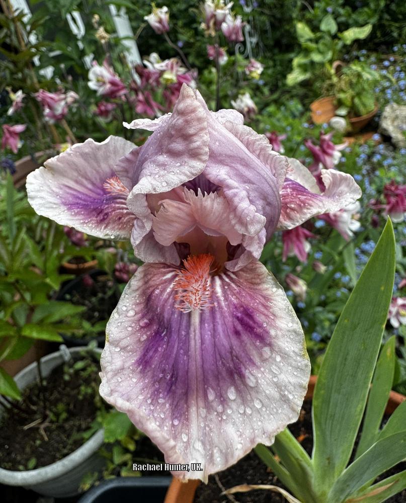 Photo of Intermediate Bearded Iris (Iris 'Raspberry Blush') uploaded by RachaelHunter