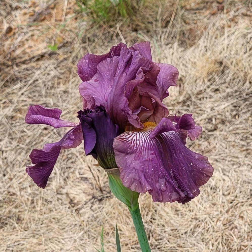 Photo of Tall Bearded Iris (Iris 'Imminent Storm') uploaded by Bitoftrouble