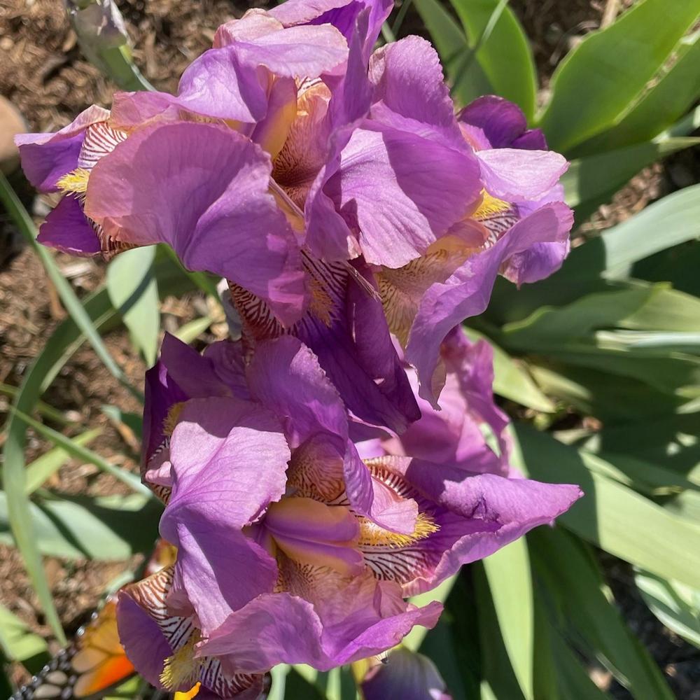 Photo of Tall Bearded Iris (Iris 'Acacia Rose') uploaded by Bloomerrang