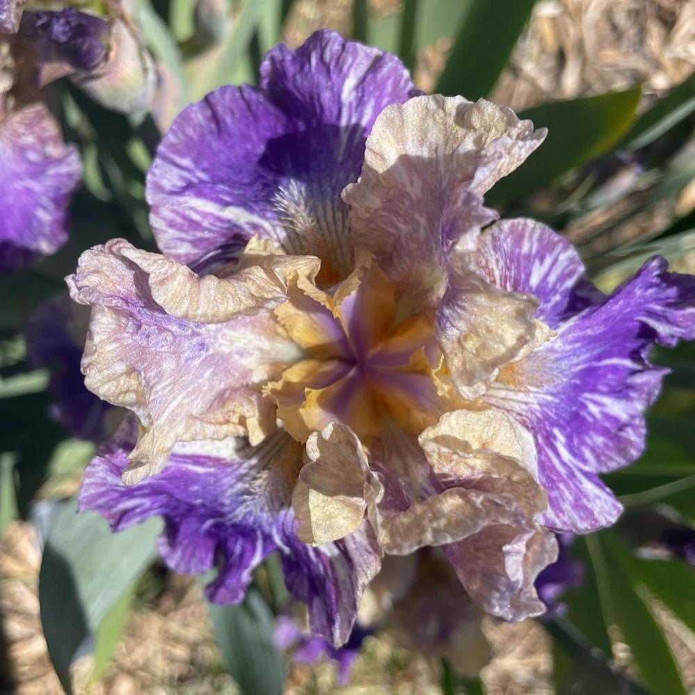 Photo of Intermediate Bearded Iris (Iris 'Doe Z Doe') uploaded by Bloomerrang