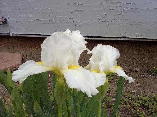 Photo of Intermediate Bearded Iris (Iris 'Avanelle') uploaded by Duke44