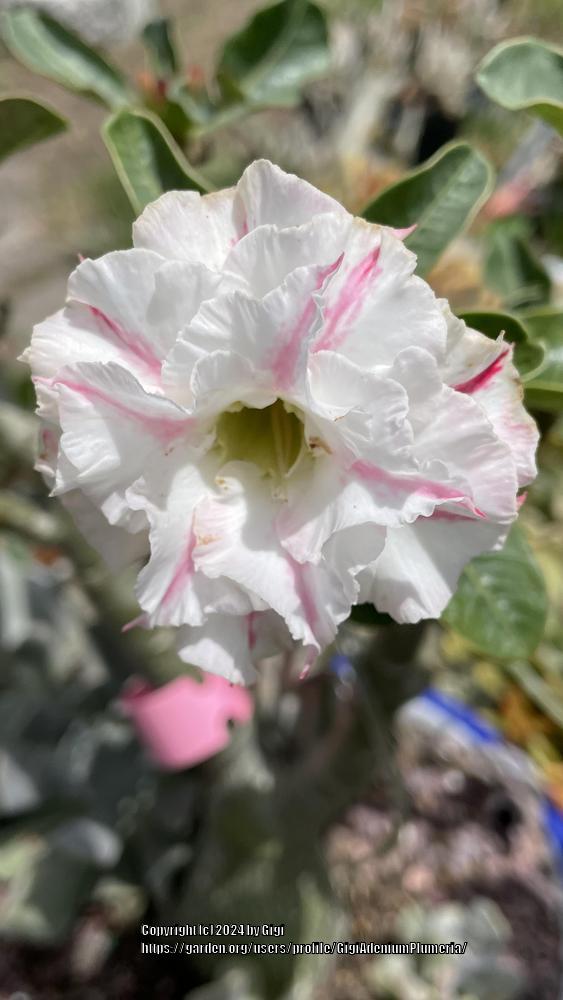 Photo of Desert Rose (Adenium obesum 'Picollo') uploaded by GigiAdeniumPlumeria