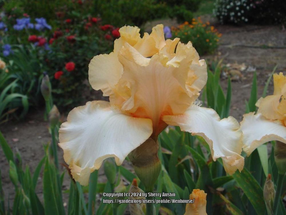 Photo of Tall Bearded Iris (Iris 'Grand Praise') uploaded by Henhouse