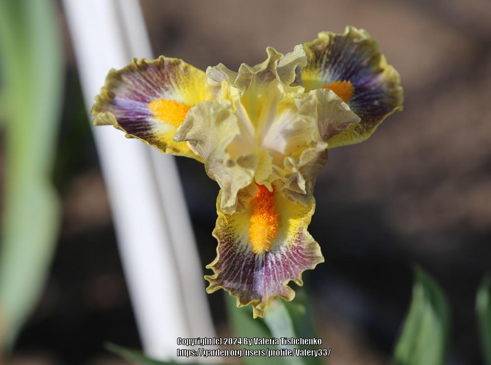 Photo of Standard Dwarf Bearded Iris (Iris 'Flying Monkey') uploaded by Valery33