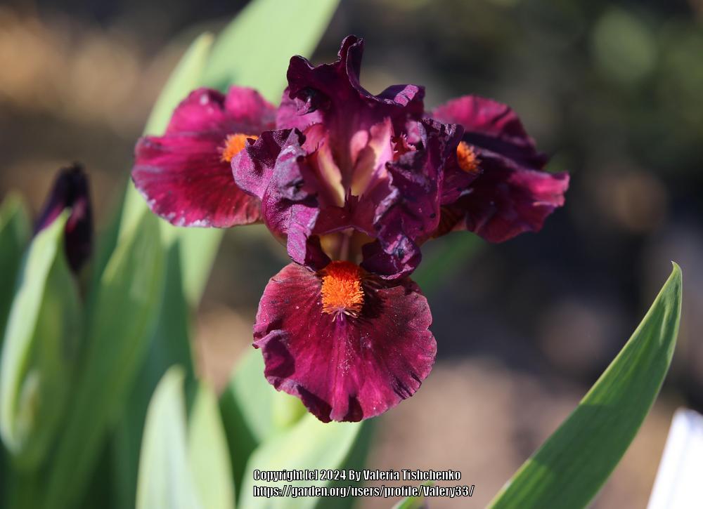 Photo of Standard Dwarf Bearded Iris (Iris 'Forever Aglow') uploaded by Valery33