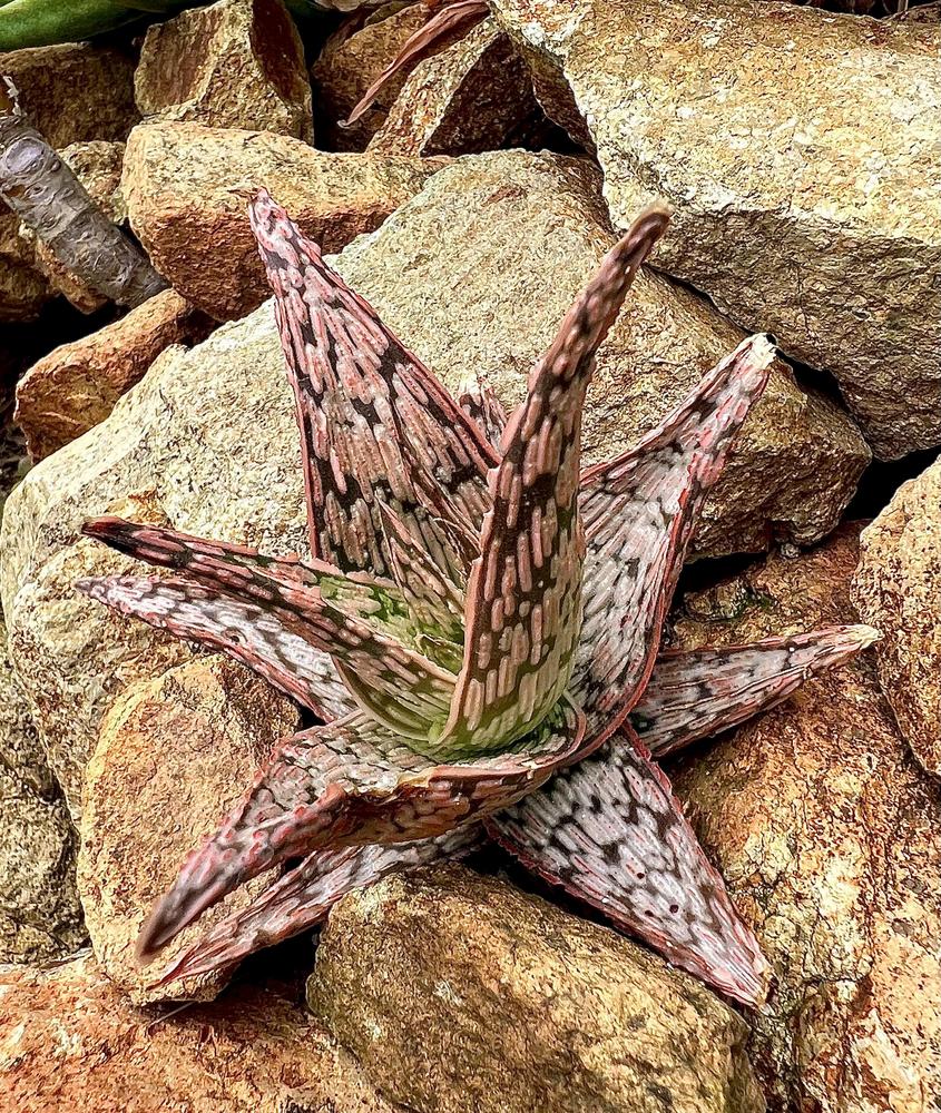 Photo of Aloe 'Pink Blush' uploaded by reesecorgi