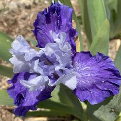 Location: Wilhoit, AZ
Date: April 2024
Mariposa Skies at Bloomer-Rang Iris Farm