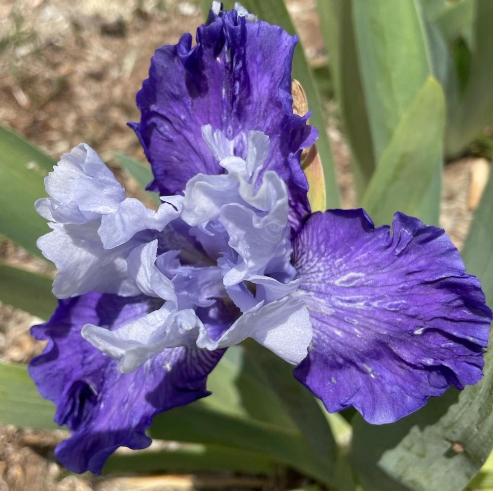 Photo of Tall Bearded Iris (Iris 'Mariposa Skies') uploaded by Bloomerrang
