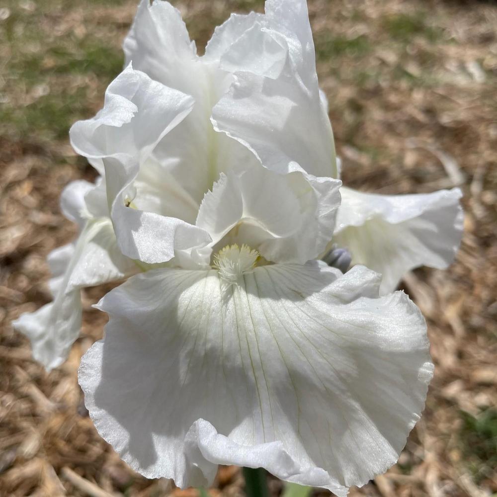 Photo of Tall Bearded Iris (Iris 'Immortality') uploaded by Bloomerrang
