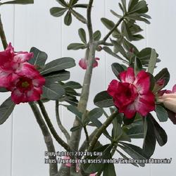 Location: My garden in Tampa, Florida
Date: 2024-04-21
Princessa, my seedgrown desert rose.