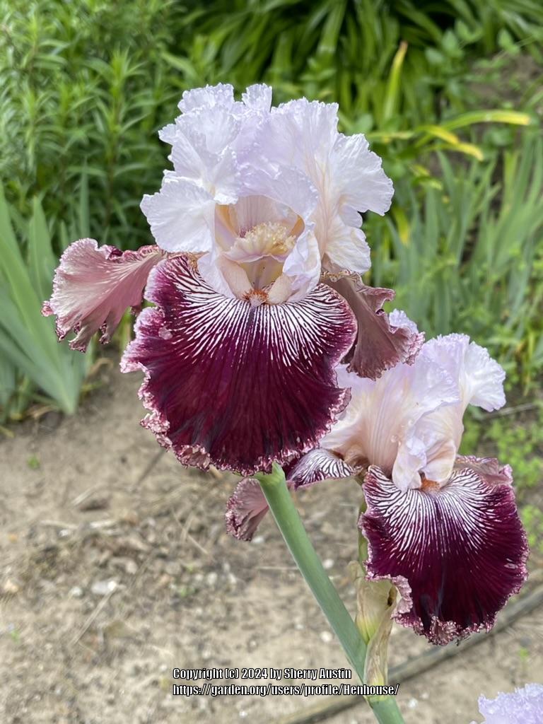 Photo of Tall Bearded Iris (Iris 'Samba Queen') uploaded by Henhouse