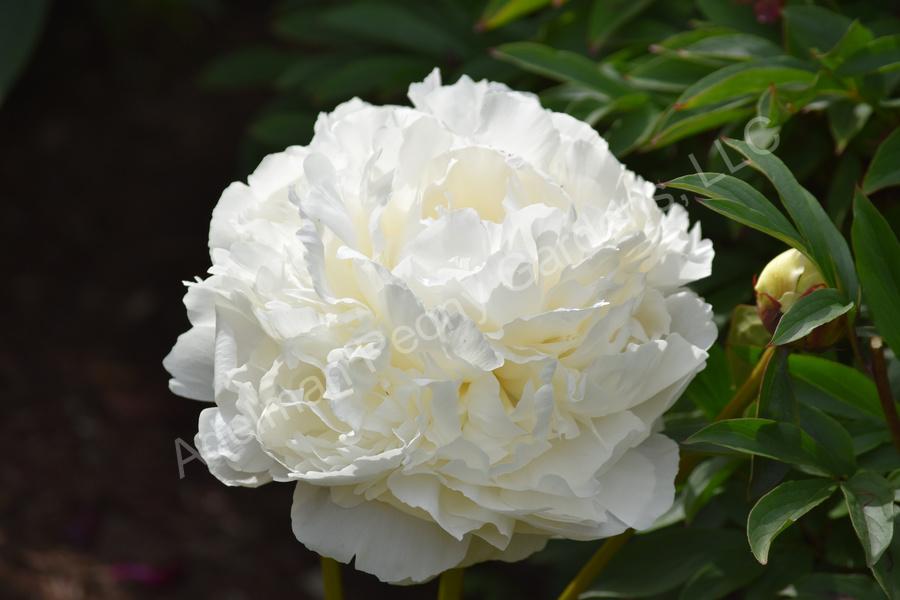 Photo of Peony (Paeonia lactiflora 'Dr. F. G. Brethour') uploaded by Joy