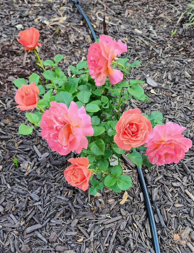 Photo of Rose (Rosa 'Easy Does It') uploaded by LandscapeGA8b