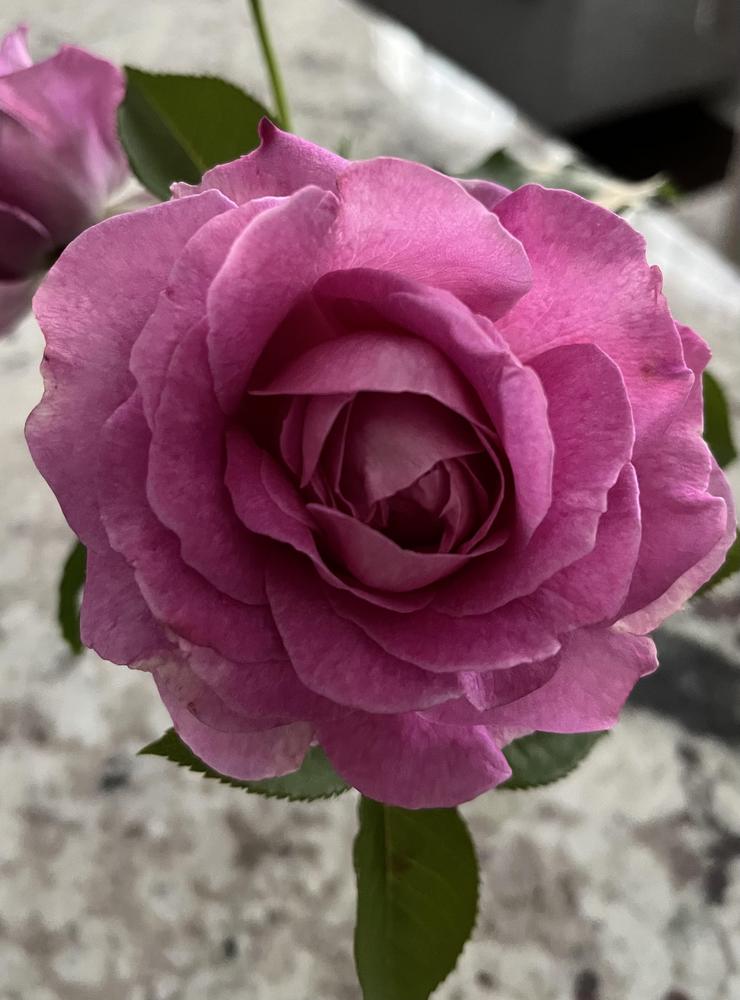 Photo of Rose (Rosa 'Raspberry Cupcake') uploaded by Silvana