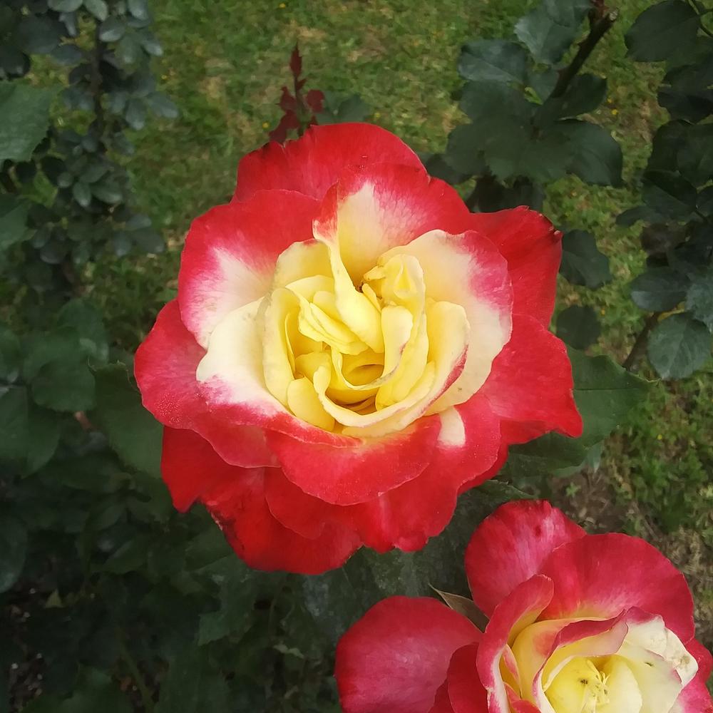 Photo of Hybrid Tea Rose (Rosa 'Double Delight') uploaded by TomatoNut95