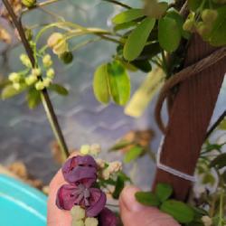Location: Toronto, Ontario
Date: 2024-04-25
Chocolate Vine (Akebia) flowers.