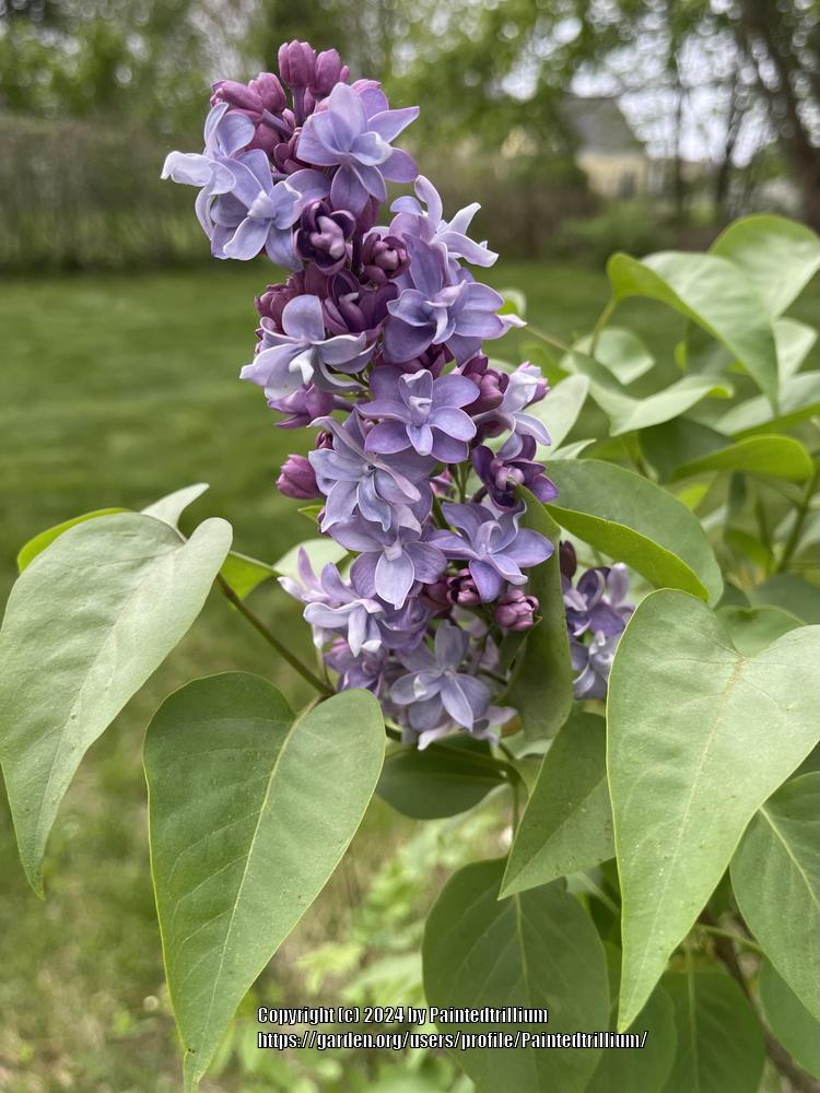 Photo of Common Lilac (Syringa vulgaris 'Nadezhda') uploaded by Paintedtrillium
