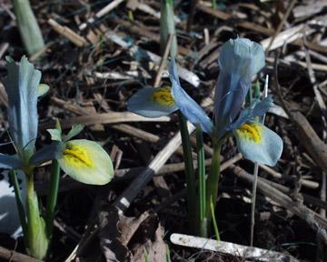 Photo of Reticulated Iris (Iris 'Sea Green') uploaded by Jerrytheplater