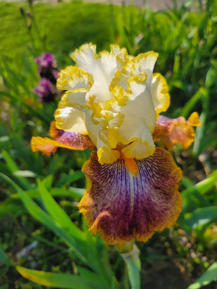 Photo of Tall Bearded Iris (Iris 'Topped Off') uploaded by KyDeltaD