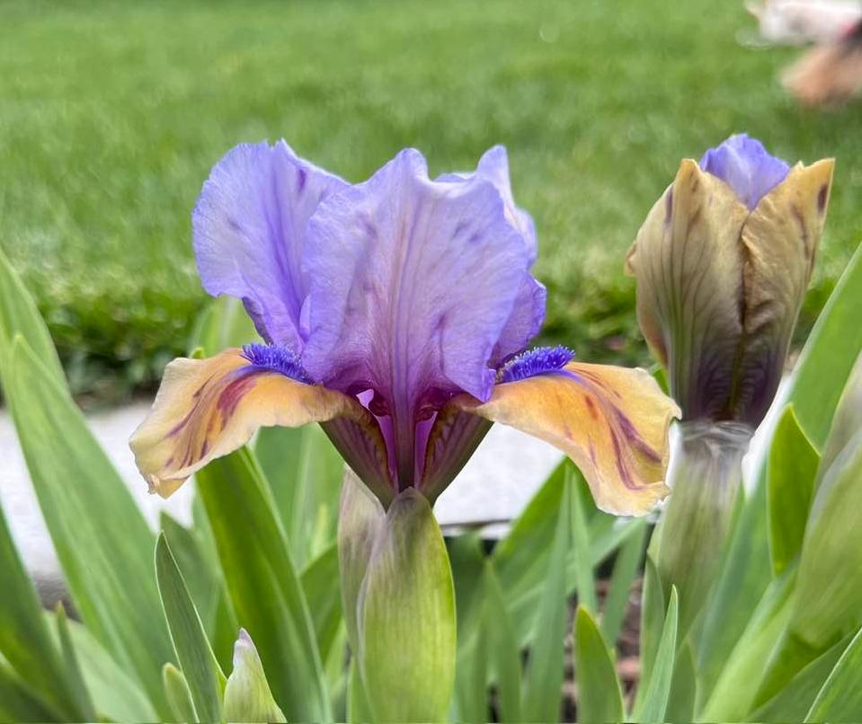 Photo of Standard Dwarf Bearded Iris (Iris 'Blueberry Tart') uploaded by MaryDurtschi