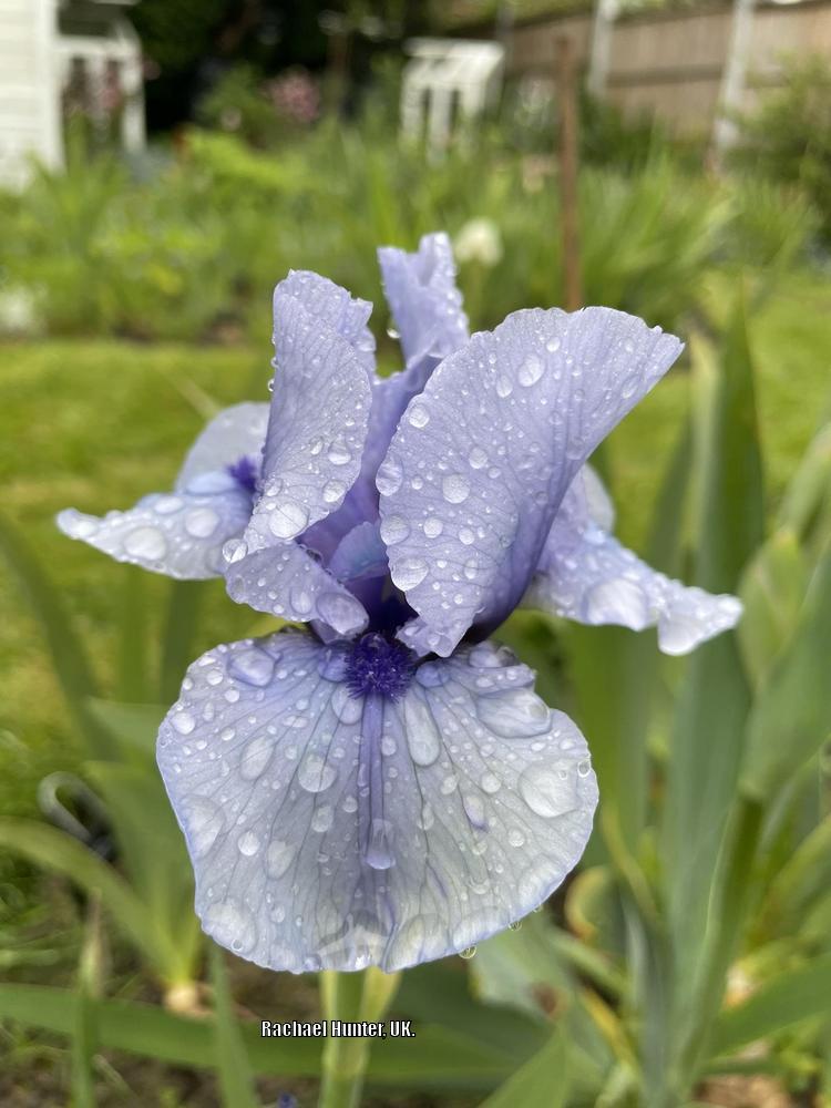 Photo of Intermediate Bearded Iris (Iris 'Bold Stroke') uploaded by RachaelHunter
