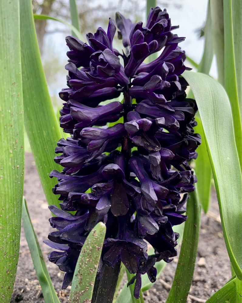 Photo of Hyacinth (Hyacinthus orientalis 'Midnight Sky') uploaded by Raimisx9