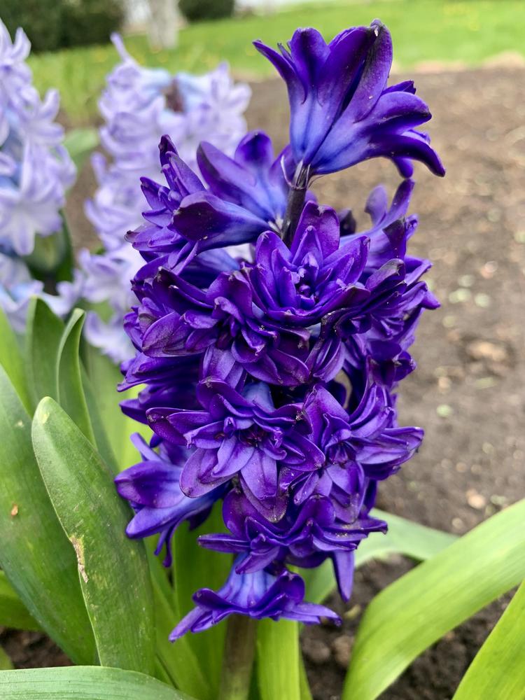 Photo of Hyacinth (Hyacinthus orientalis 'Royal Navy') uploaded by Raimisx9